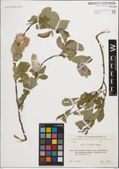 Foto von Salix iliensis Regel